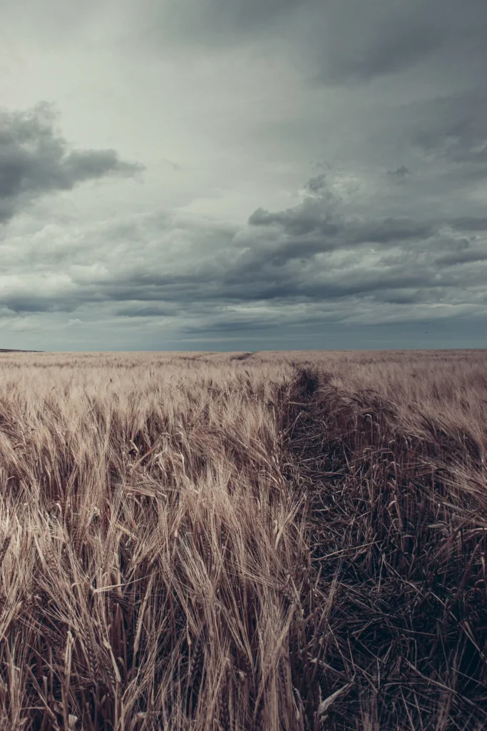 Wheat field under a cloudy sky, typical atmosphere of the rural landscapes of Arbroath