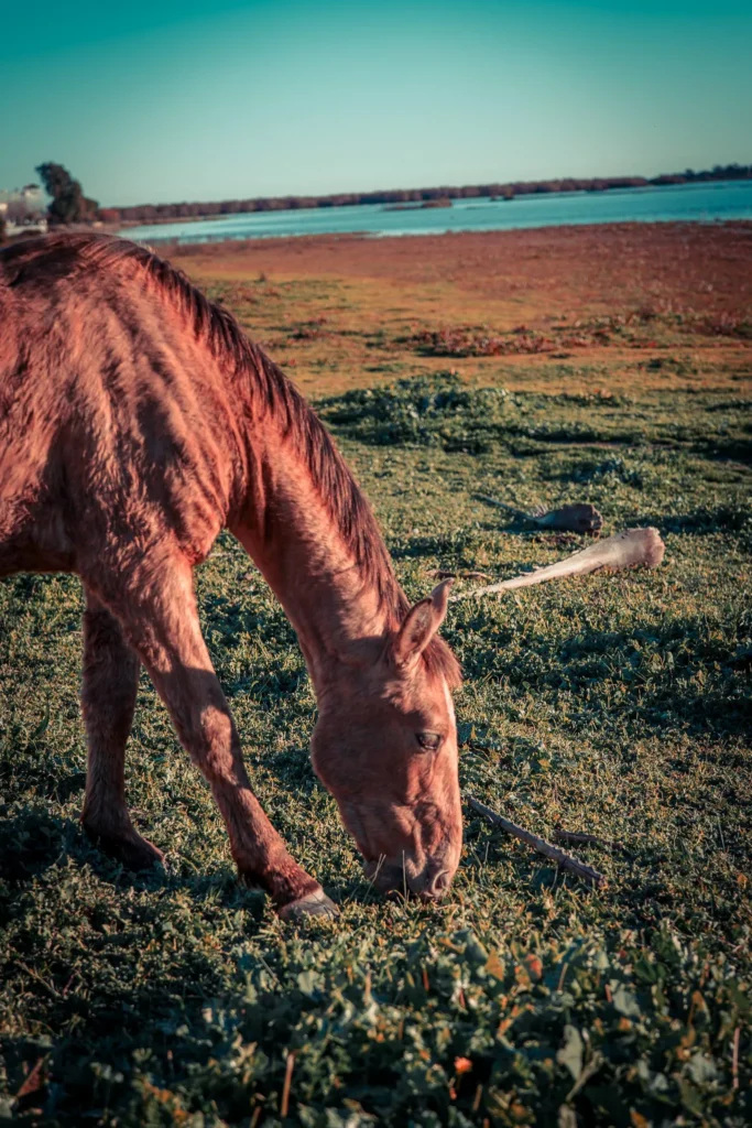 Grazing horse in a green meadow near a body of water under the winter light in El Rocio, Andalusia.