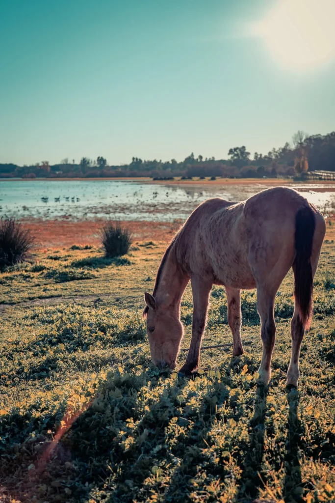 Horse grazing by a marsh under the winter sun in El Rocio, Andalusia.
