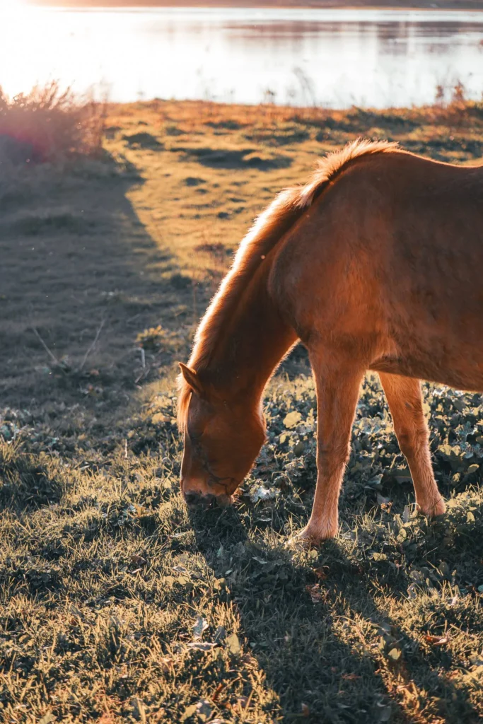 Brown horse grazing in a meadow by a body of water, golden light of late afternoon in El Rocio, Andalusia.
