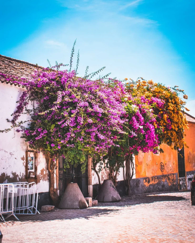 Façade de maison traditionnelle recouverte de bougainvilliers en fleurs sous un ciel bleu à Faro, dans l'Algarve au Portugal, en novembre 2022.