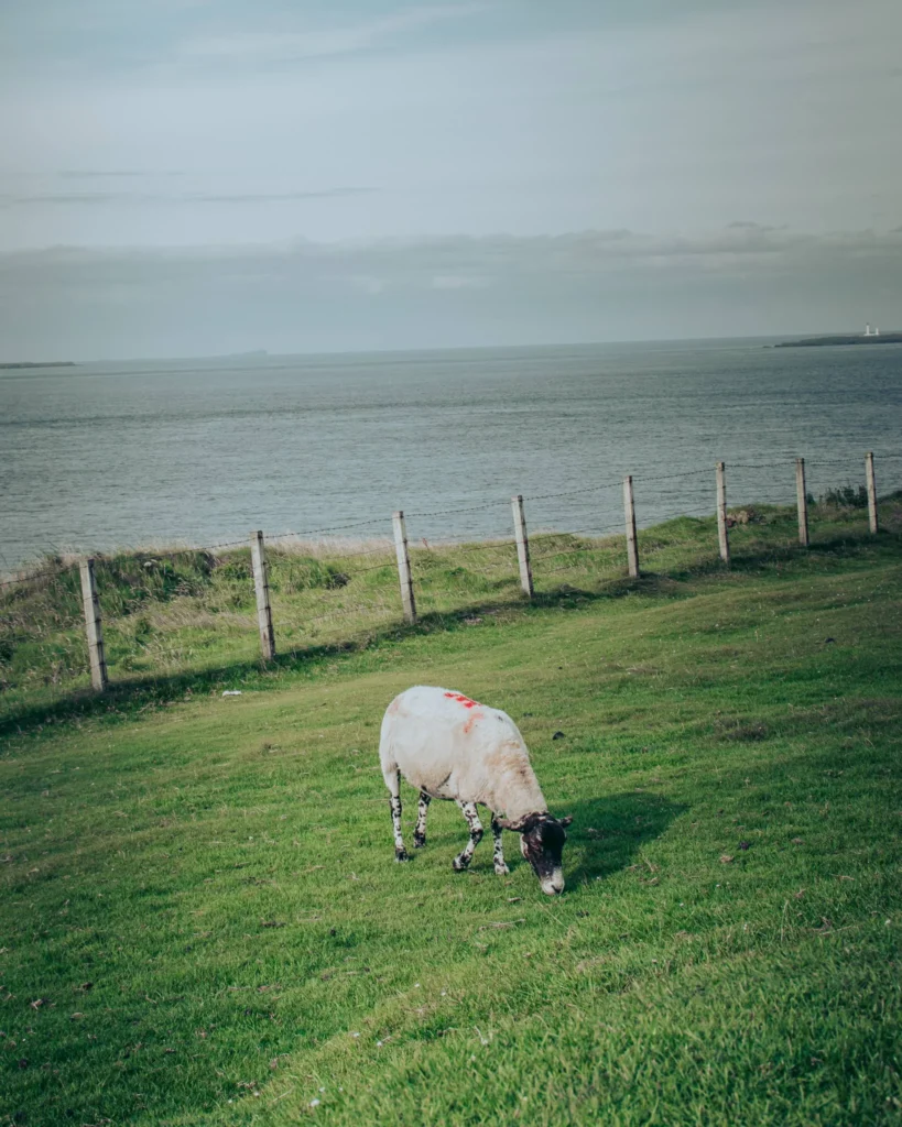 Sheep grazes green meadow fence sea John O'Groats