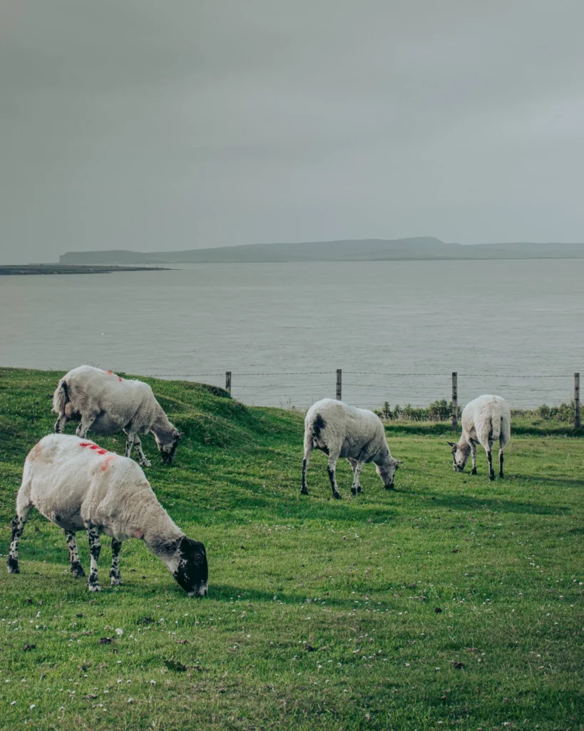 Four sheep green meadow seaside John O'Groats