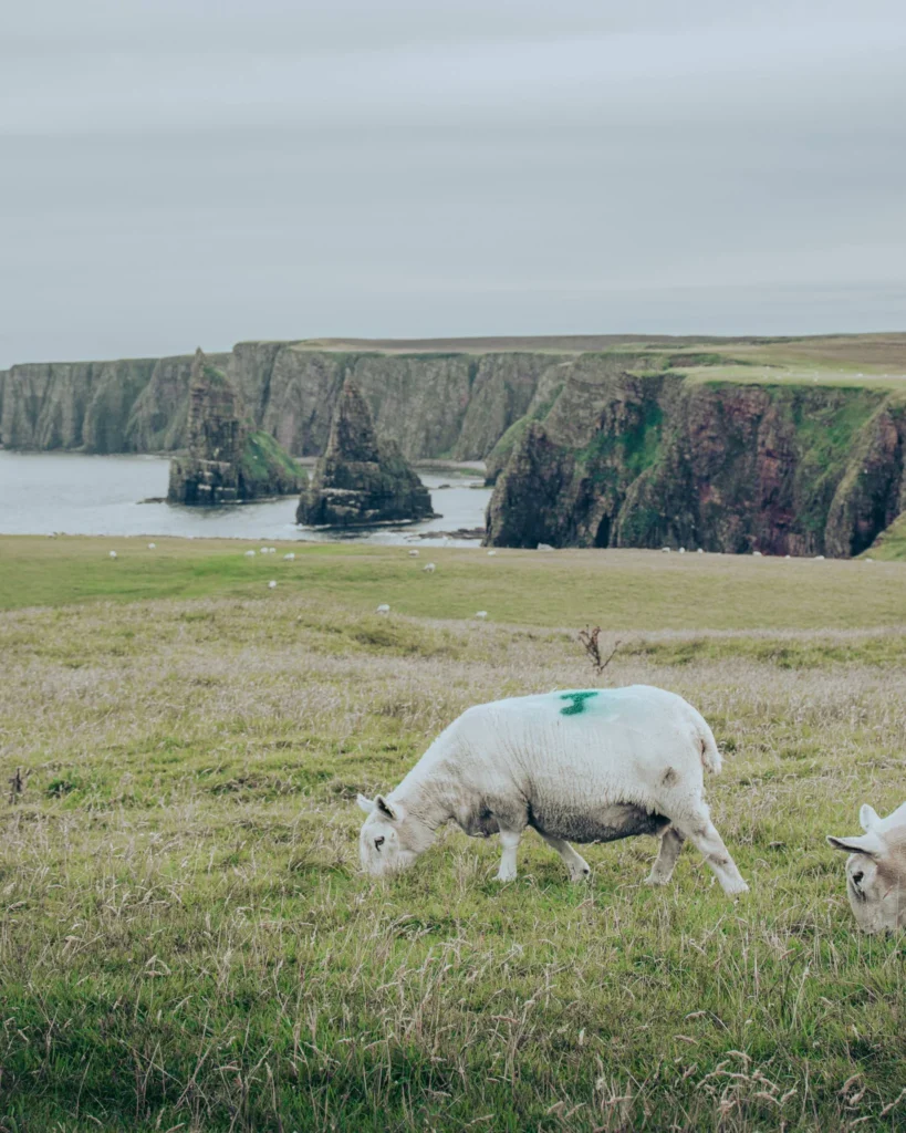 Sheep grazing on the coastal meadow of Duncansby Head