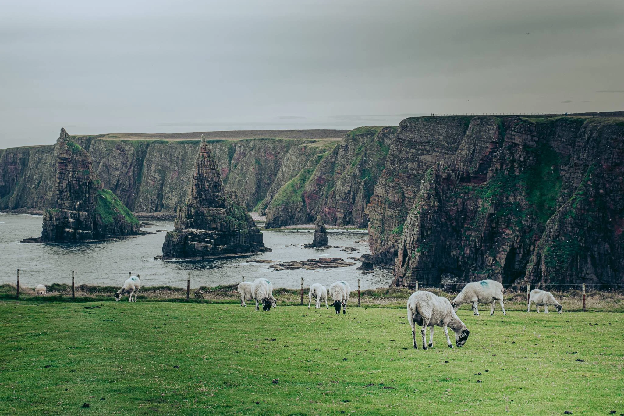 Sheep graze on the coastal meadow of John O'Groats with cliffs in the background.