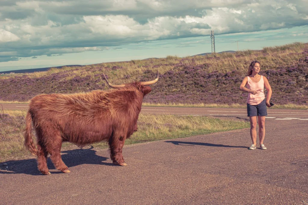 Caroline on a country road in northern Scotland near a Highland cow