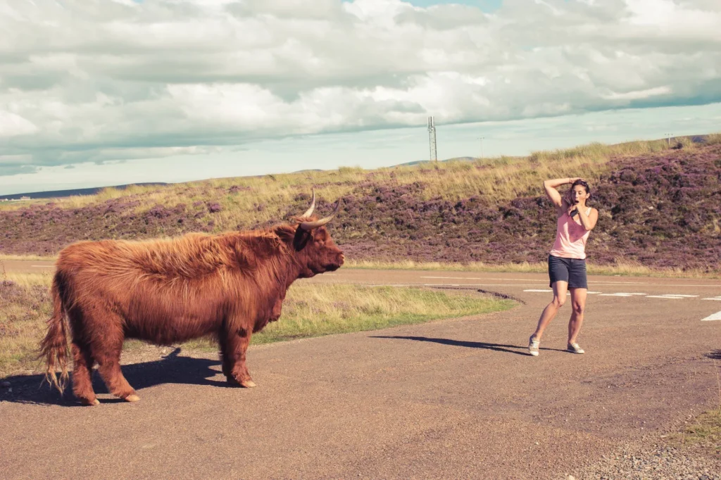 Caroline on a country road facing a Highland bull in the north of Scotland