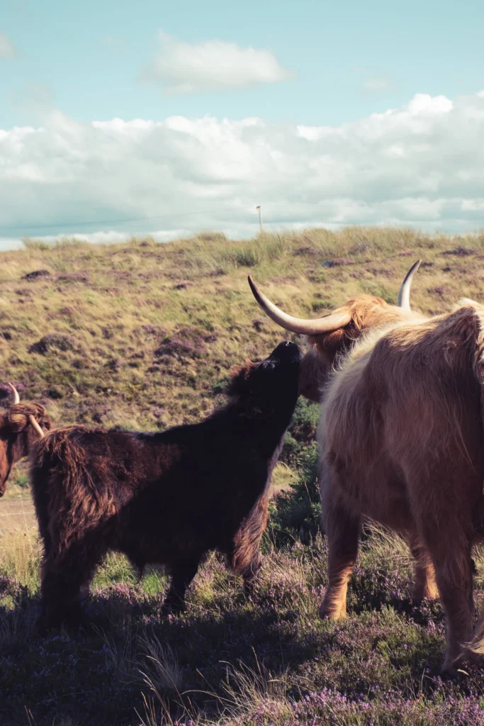 Two Highland cattle in the Scottish Highlands, northern Scotland