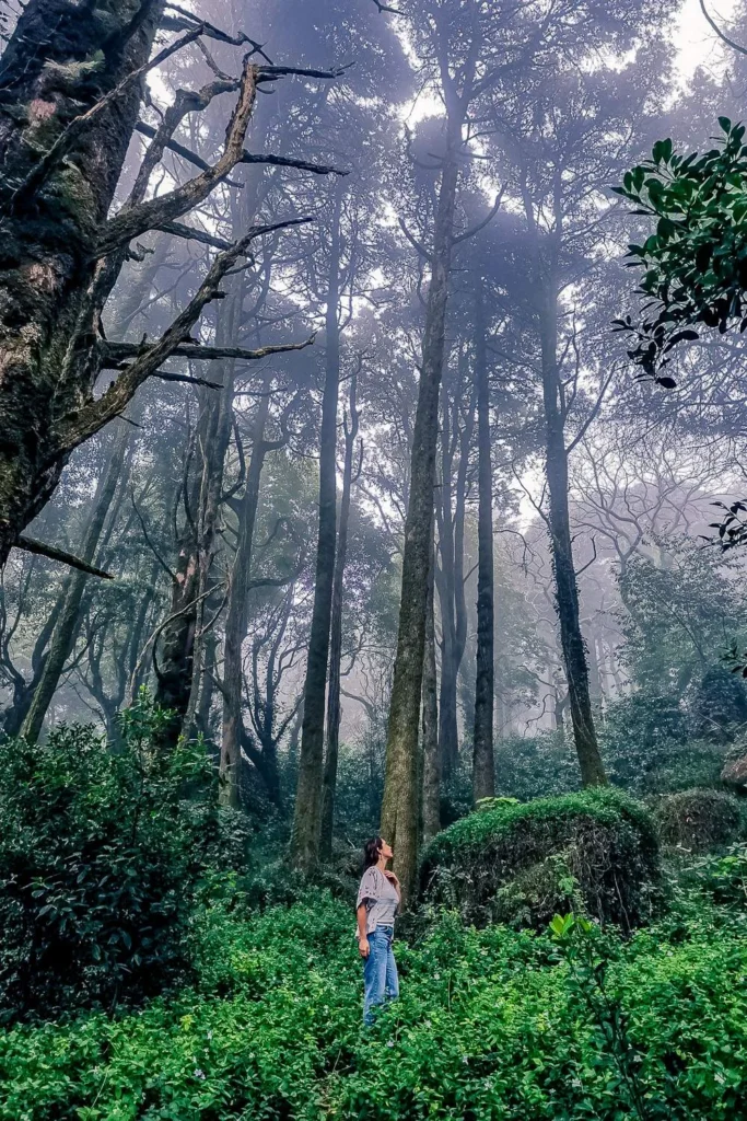Caroline stands in a dense, misty forest near the Pena National Palace, surrounded by tall trees and lush vegetation in February.