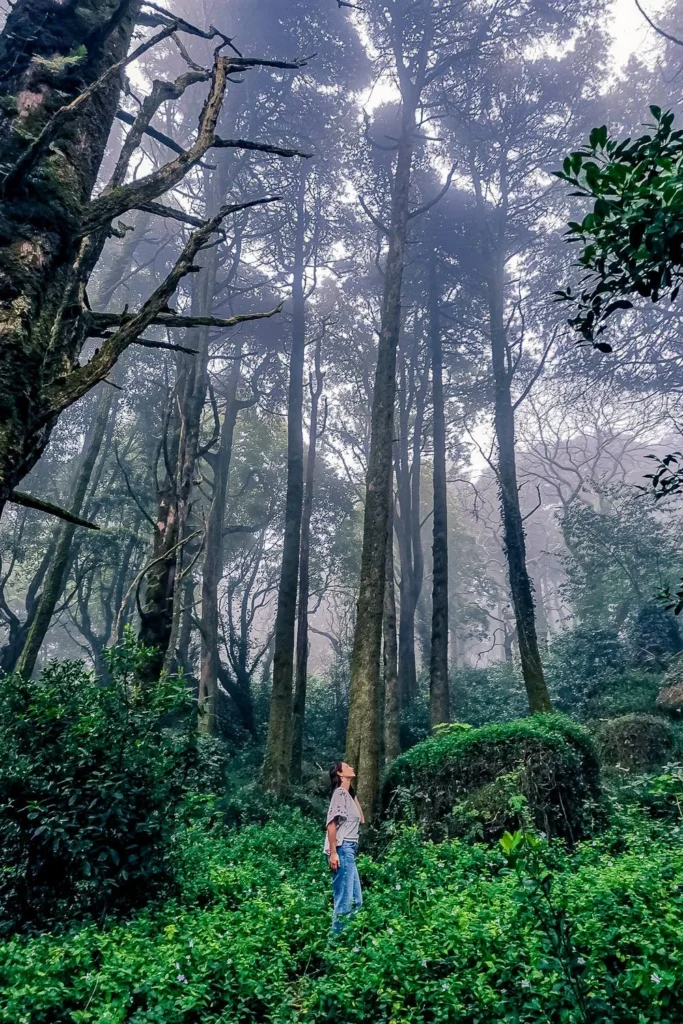 Caroline stands in a dense and misty forest near the National Palace of Pena, Portugal, in February 2022.