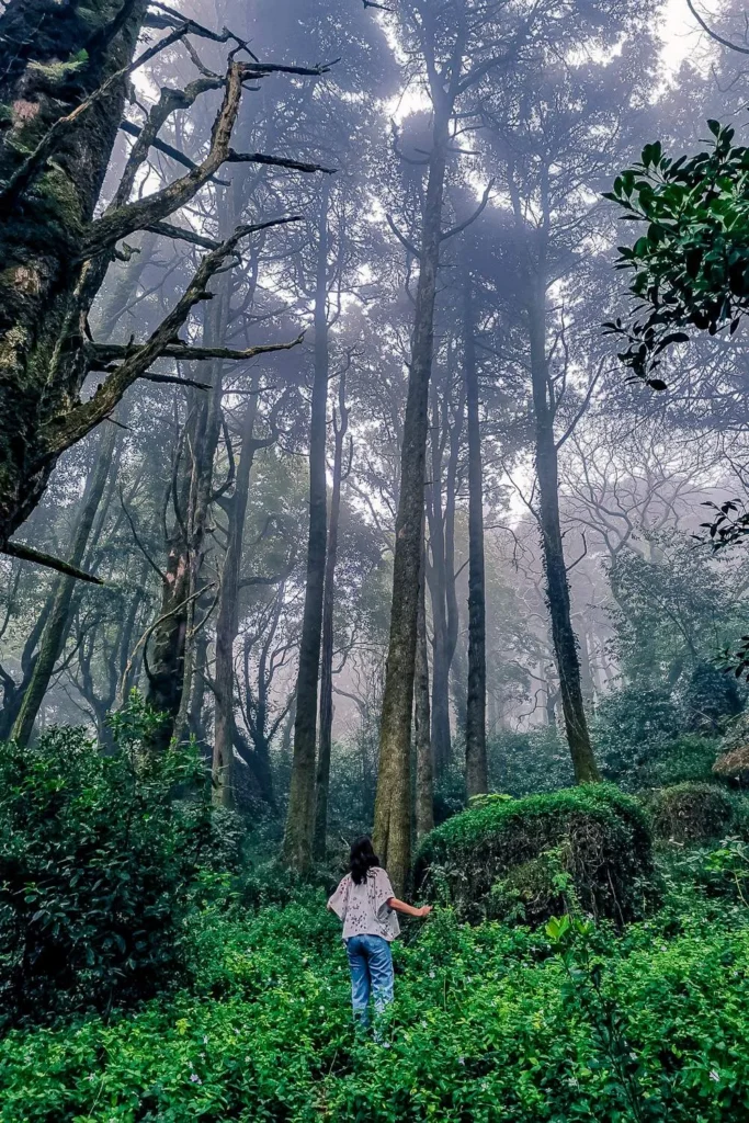Caroline walks in a dense and misty forest near the Pena National Palace in Portugal in February.