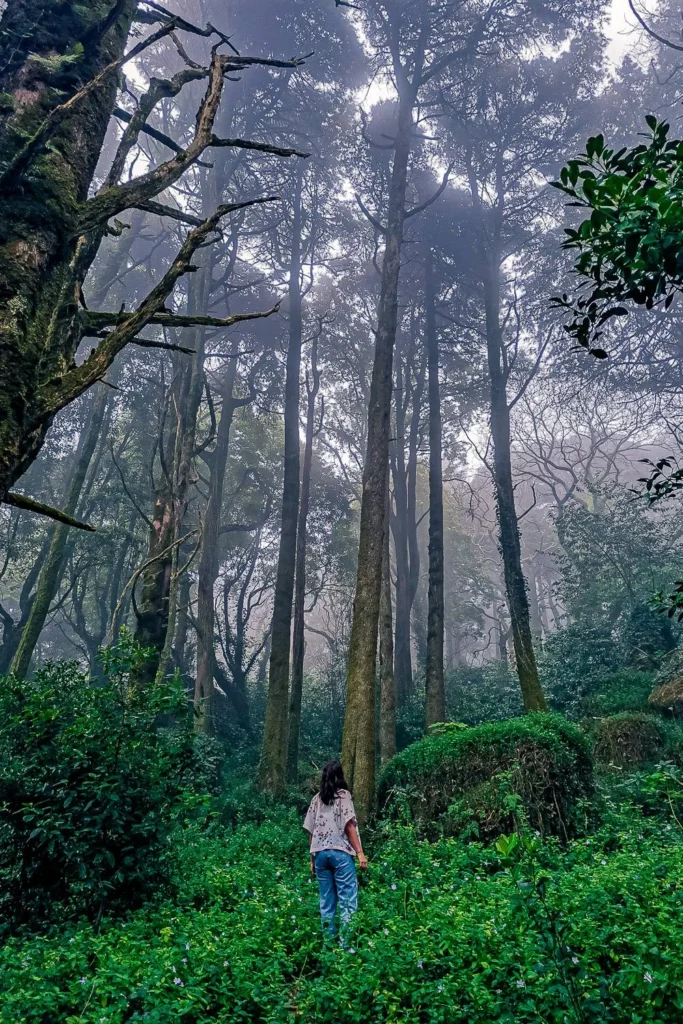 Caroline is walking through a dense and misty forest near the National Palace of Pena in Portugal in February 2022.