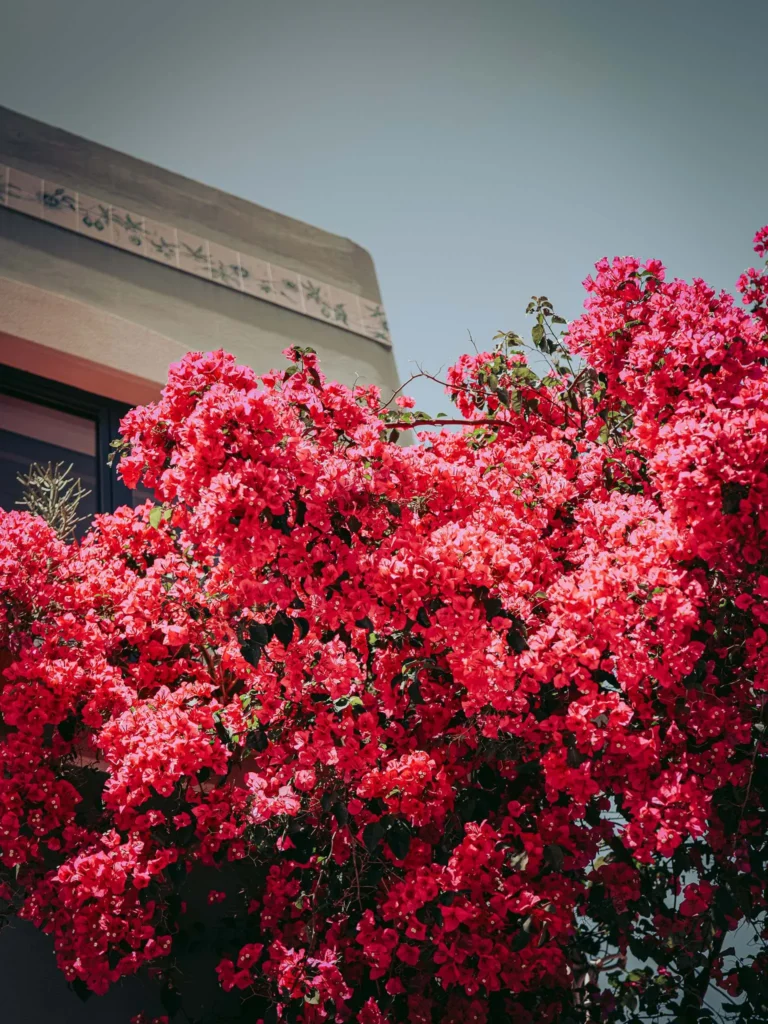 Bougainvillea in full bloom in front of a sunny facade in Portimao, Algarve, under a clear sky.
