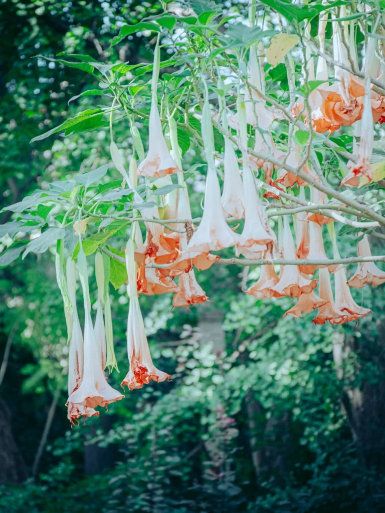 Fleurs de brugmansia orangées suspendues à un arbre dans un jardin luxuriant du palais Alcazar à Séville, en Andalousie, en octobre.
