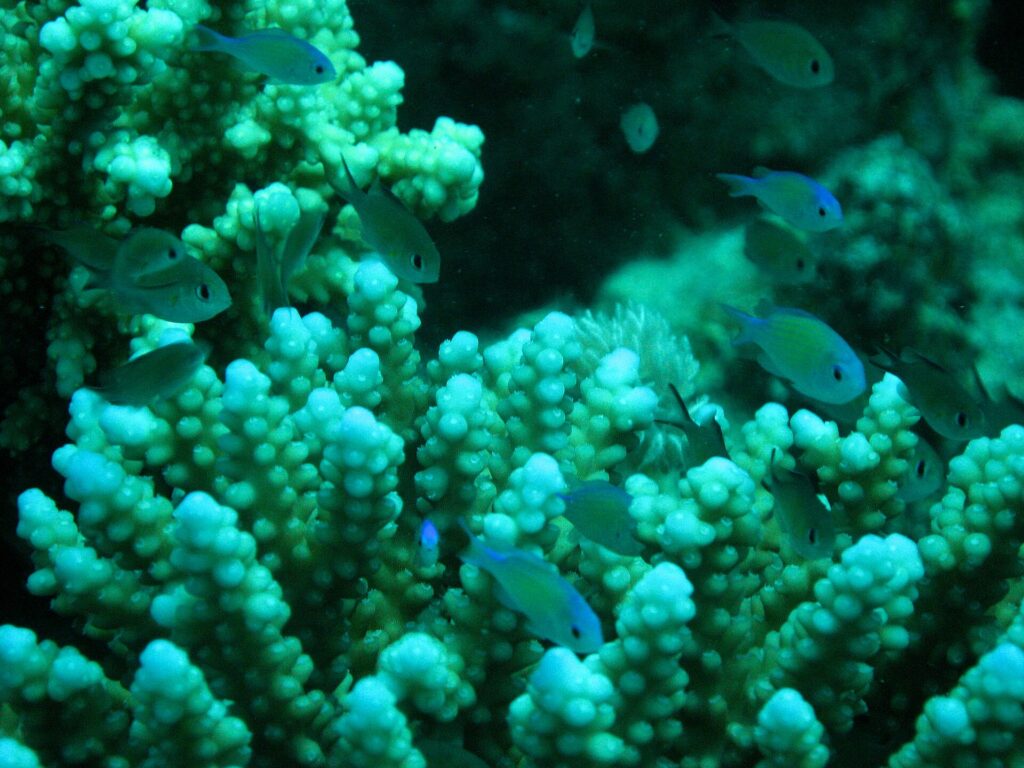 Coral reef and fish in the Red Sea