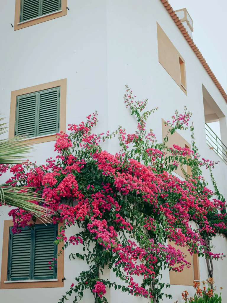 White facade of a Mediterranean building with green shutters, covered in blooming bougainvillea, typical of the Algarve in Tavira during summer.
