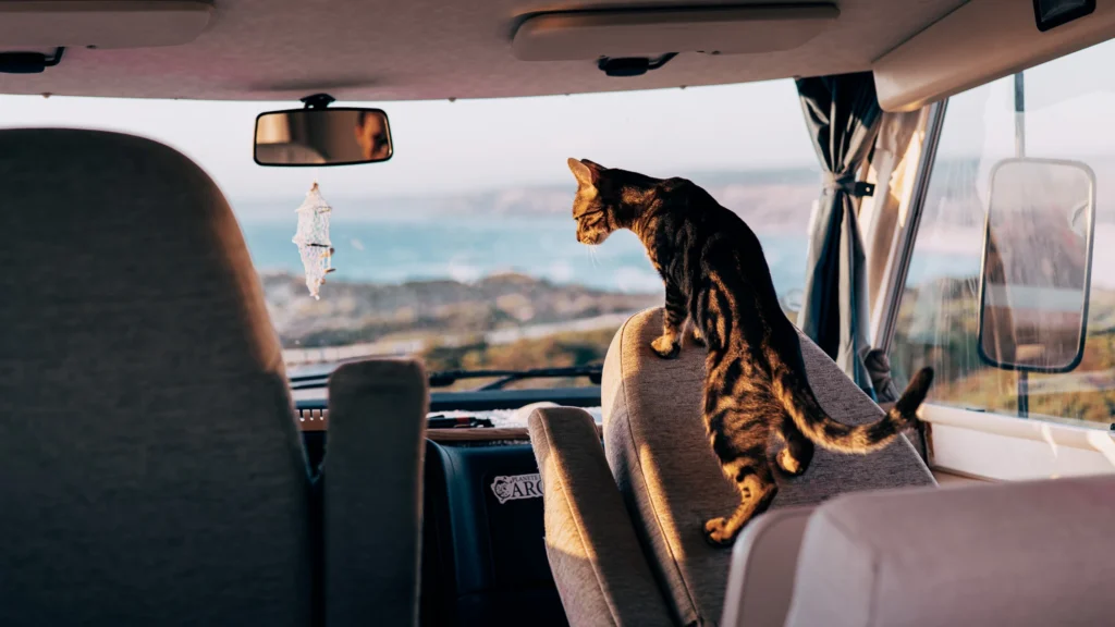 Vasco the cat sitting in the camper van looking at the sea through the window