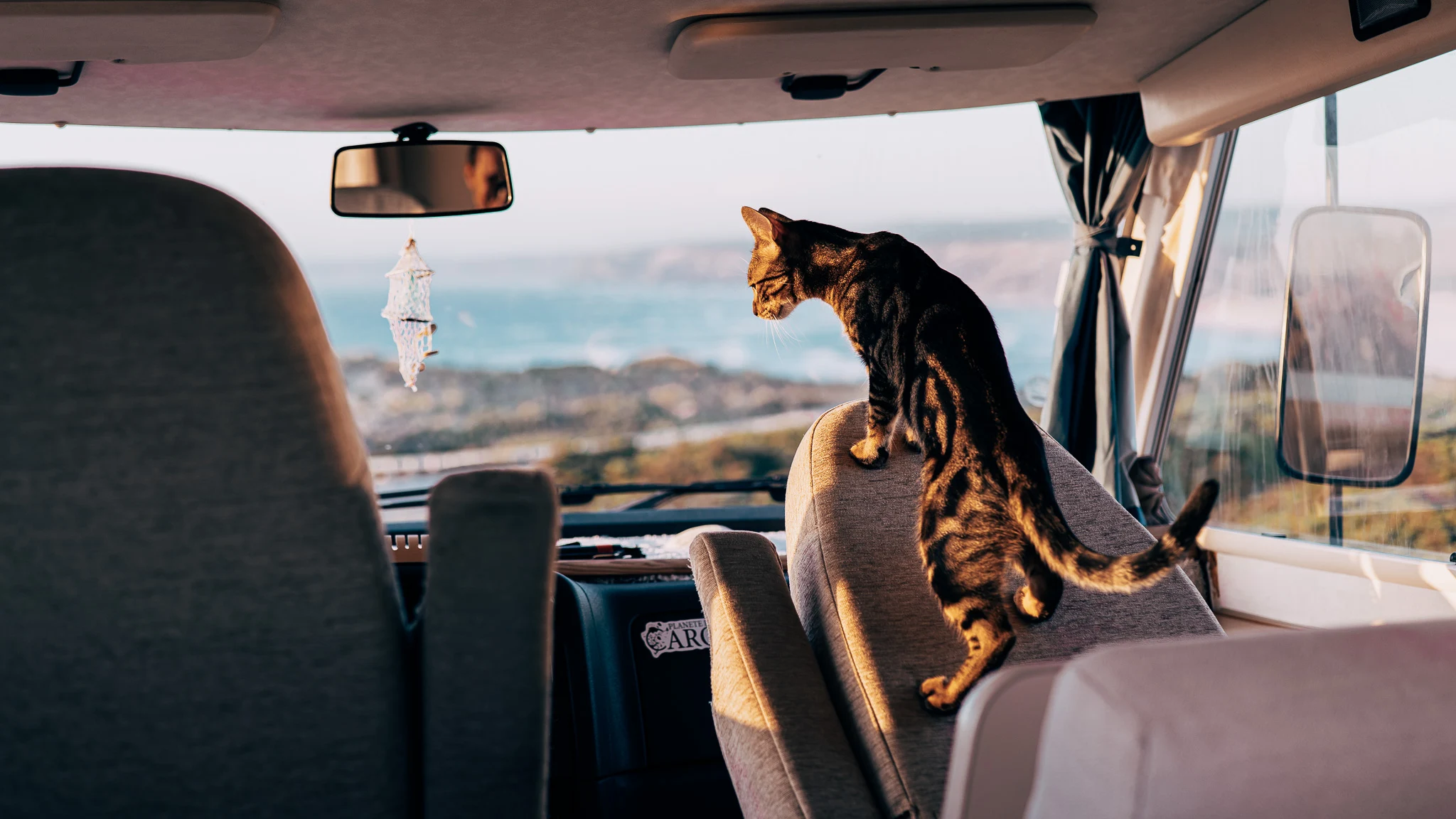 Vasco the cat sitting in the camper van looking at the sea through the window