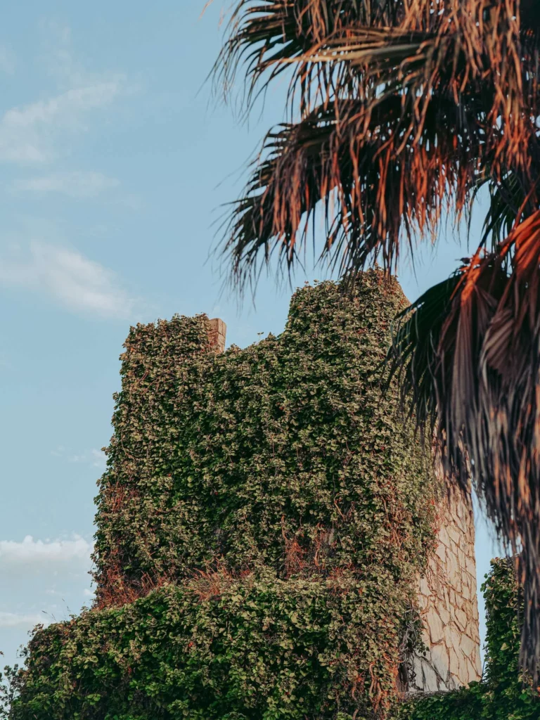 Ramparts of Fort São Clemente in Vila Nova de Milfontes: ancient stone wall covered with vegetation with palm trees in the foreground under a blue sky, fortress built around 1599-1602 to defend the mouth of the Mira River, in Alentejo.