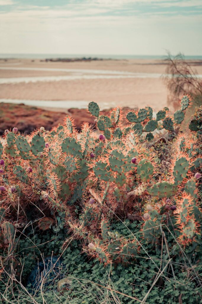 Cactus in the foreground with a view of the lagoon and the sandbanks of Cacela Velha