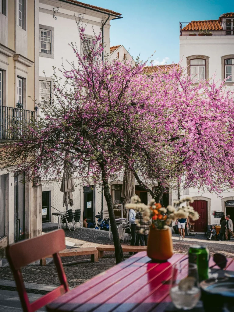 Coffee terrace in Coimbra with a red table in the foreground, a tree with pink flowers, and historic buildings in the background under a blue sky.