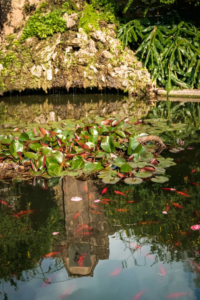 Botanical Garden pond in Coimbra with water lilies, goldfish, and a moss-covered rockery in spring.