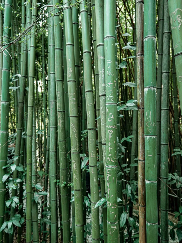 Dense bamboo forest with engravings on the stems, probably taken at the Botanical Garden of Coimbra in spring.
