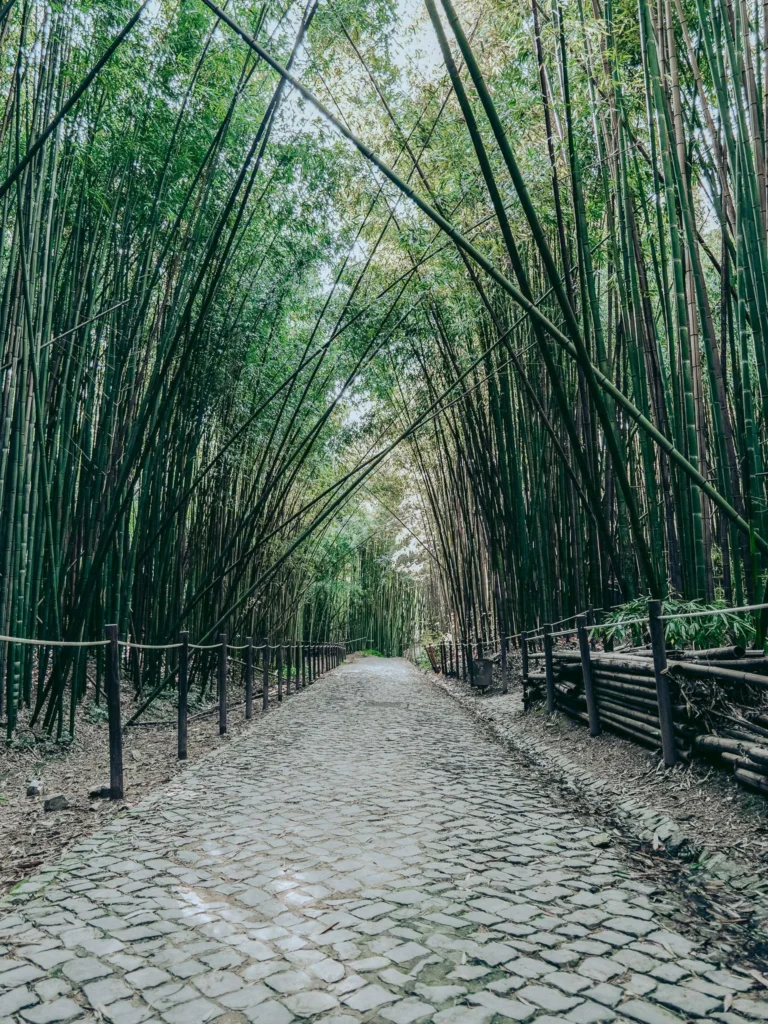 Paved alley lined with tall bamboo forming an arch, in a landscaped area of the Botanical Garden of Coimbra in early spring.