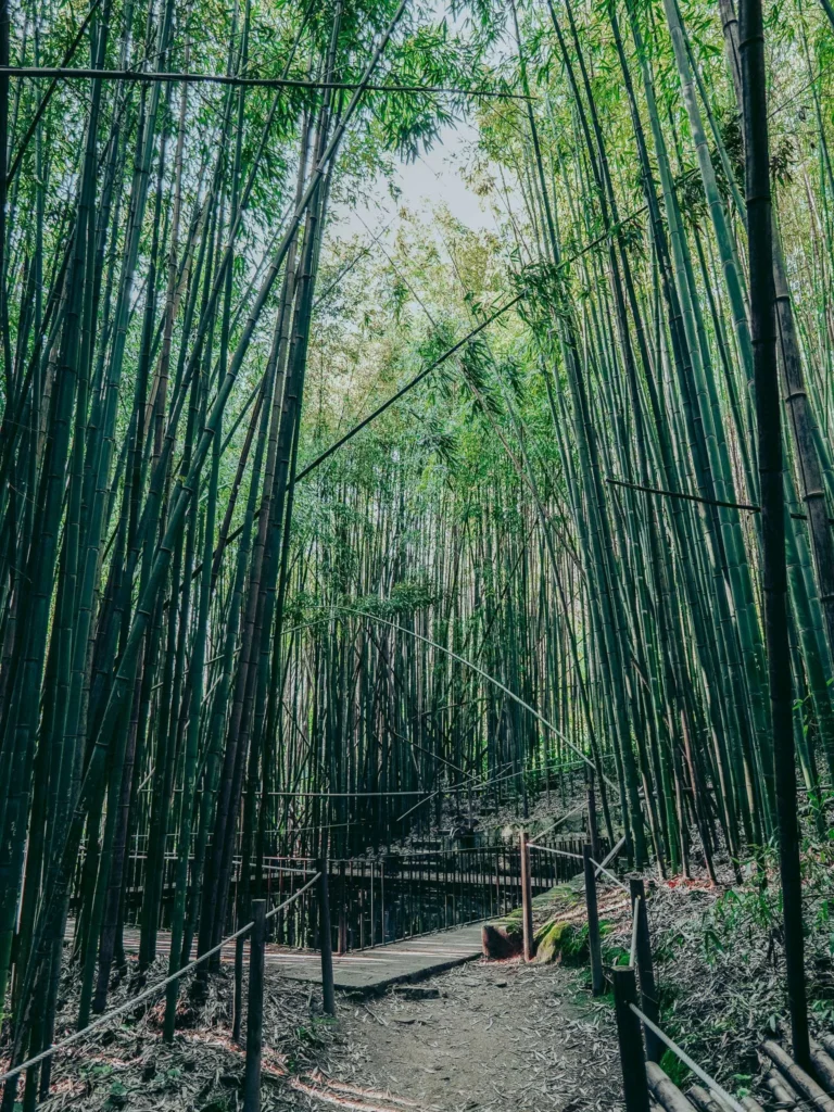 Bamboo-lined path in the Botanical Garden of Coimbra, with a wooden walkway in the center of the scene, late March.