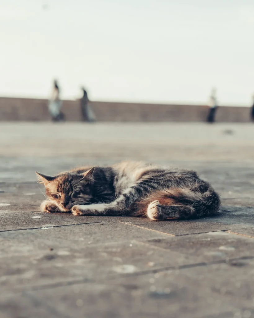 A cat lying on the ground of a sunny esplanade in Essaouira, Morocco, with blurred silhouettes in the background.