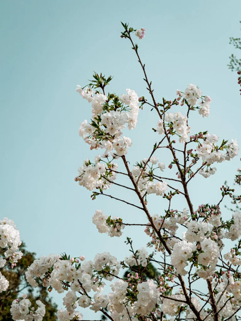Cherry blossom branches under a blue sky at the Botanical Garden of Coimbra in spring.