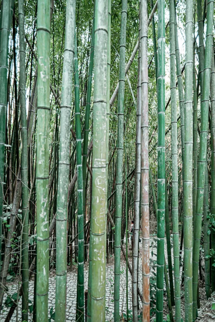 Dense bamboo forest in a paved path of the Botanical Garden of Coimbra, calm and green atmosphere at the beginning of spring.