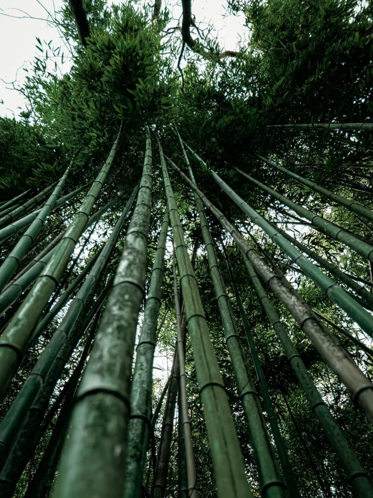 A low-angle view of a bamboo forest in the Botanical Garden of Coimbra, capturing the density and verticality of the stems under a clear sky.