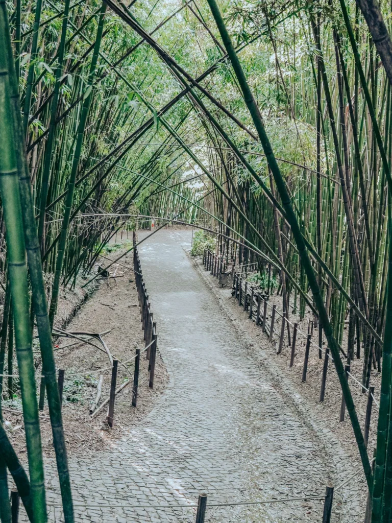 Paved alley lined with bamboo in the Botanical Garden of Coimbra, calm atmosphere and dense vegetation at the beginning of spring.