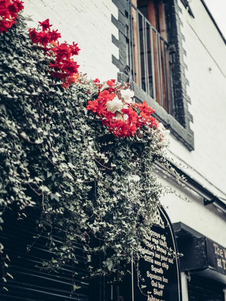 Light grey stone facade and planter with red and white flowers above a pub sign, in the West End of Glasgow.