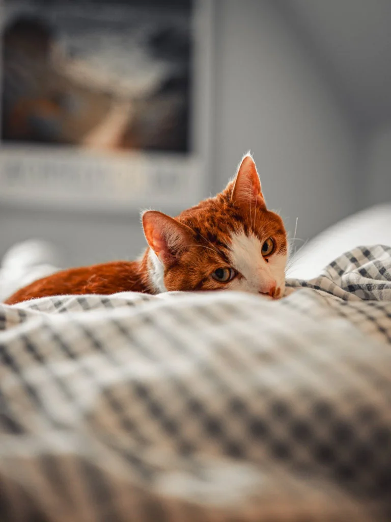 Ginger and white cat lying on a patterned duvet in a bright room at Rocklee Bnb, Glencoe in the Scottish Highlands in August.