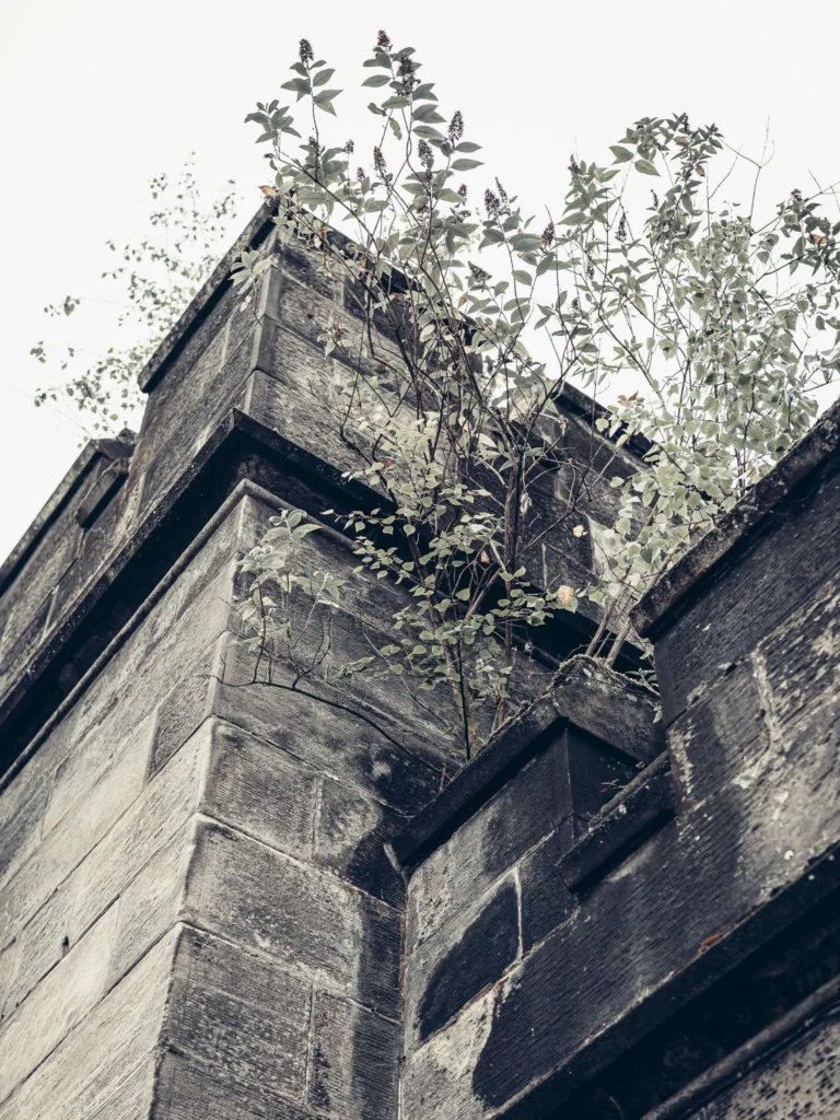 Stone wall overrun by moss and wild plants, on the ascent to Stirling Castle. Lots of greenery, a gray sky, and visible humidity.