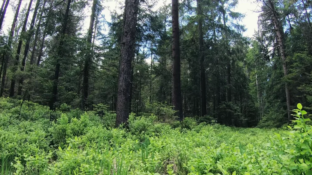 Bosco e vegetazione umida durante la nostra passeggiata nell’Entlebuch